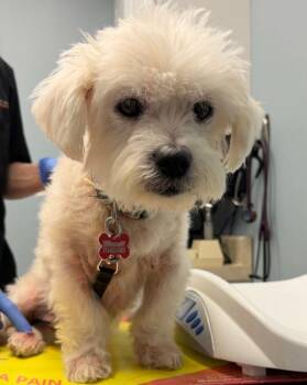 Maltese and Mixed Breed Dogs Available for Adoption in Huntington, New York - Nico | PetCurious