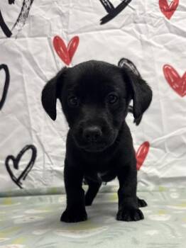 American Bulldog Dogs Available for Adoption - PRIMROSE | PetCurious