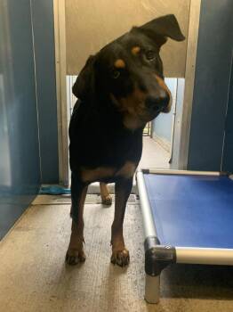 Kimmy -  Doberman Pinscher and Mixed Breed Dog Available for Adoption in Sunnyvale, Texas - Kimmy | PetCurious