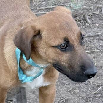 Buzz -  Shepherd and Labrador Retriever Dog for Adoption in Olive Branch, Mississippi - Buzz | PetCurious