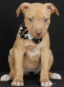 Keesha -  Boxer Dog for Adoption in Newland, North Carolina - Keesha | PetCurious