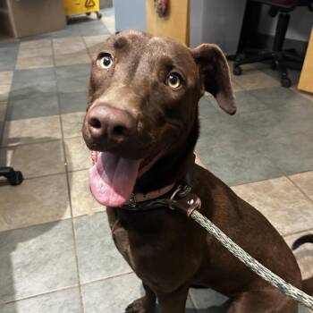Cadbury -  Mixed Breed Dog for Adoption in Chattanooga, Tennessee - Cadbury | PetCurious