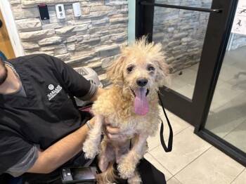 FLOUNDER -  Poodle Dog for Adoption in Rowlett, Texas - FLOUNDER | PetCurious
