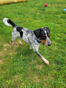 Bluetick Coonhound and Australian Cattle Dog Blue Heeler Dogs Available for Adoption in Chambersburg, Pennsylvania - Scout | PetCurious