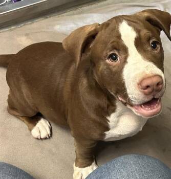 PICNIC BASKET* -  Staffordshire Bull Terrier and Mixed Breed Dog for Adoption in Santa Cruz, California - PICNIC BASKET* | PetCurious