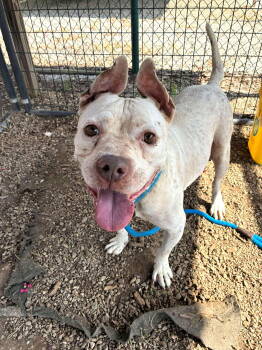 Rescue Mixed Breed Dogs for Adoption in Shelburne, Vermont - Skunk | PetCurious