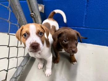 Mixed Breed Dogs Available for Adoption - Nori | PetCurious