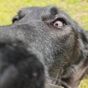 German Shepherd Dog and Labrador Retriever Dogs Available for Adoption in Fort Wayne, Indiana - Pearl | PetCurious