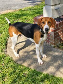 Biggie -  Coonhound Dog for Adoption in Carmel Hamlet, New York - Biggie | PetCurious