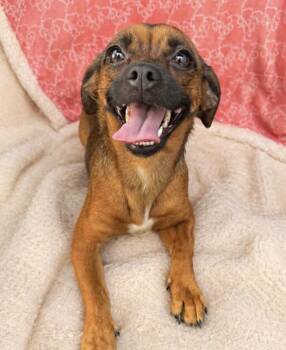 Pekingese and Beagle Dogs Available for Adoption in Baton Rouge, Louisiana - Daisy | PetCurious