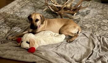 Black Mouth Cur Dogs Available for Adoption - Charlie | PetCurious