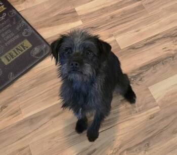 Amaya -  Affenpinscher and Miniature Pinscher Dog for Adoption in Lake Forest, California - Amaya | PetCurious