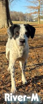 Rescue Mixed Breed Dogs for Adoption in Albertville, Alabama - River | PetCurious