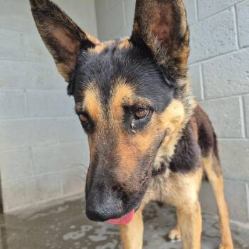 Eddie -  German Shepherd Dog Dog Available for Adoption in Yuma, Arizona - Eddie | PetCurious