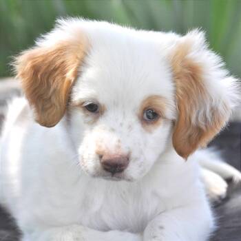Mixed Breed Dogs Available for Adoption in Prescott, Arizona - Stella | PetCurious