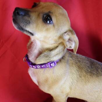 Morgan -  Chiweenie Dog for Adoption in San Antonio, Texas - Morgan | PetCurious