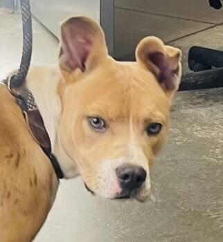 Mixed Breed Dogs Available for Adoption - Lil