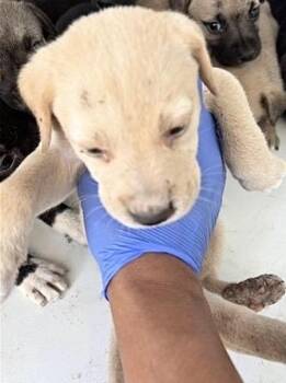 A659235 -  Labrador Retriever Dog for Adoption in Houston, Texas - A659235 | PetCurious
