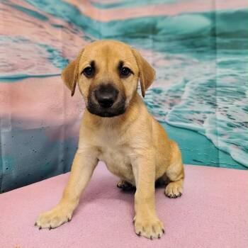 Mara -  Labrador Retriever and Mixed Breed Dog for Adoption in Griswold, Connecticut - Mara | PetCurious