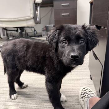 Black Labrador Retriever Dogs Available for Adoption - Digger | PetCurious