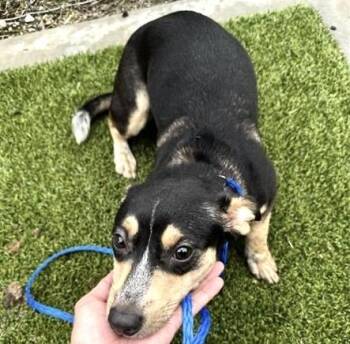 A657190 -  Dachshund and Mixed Breed Dog Available for Adoption in Houston, Texas - A657190 | PetCurious