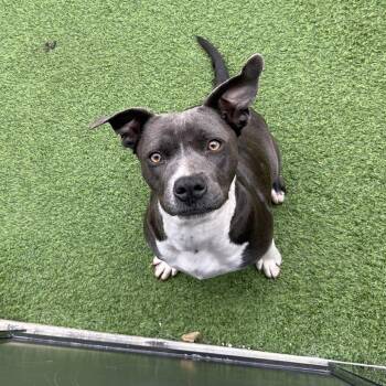 Mixed Breed Dogs Available for Adoption - Katie 1509 | PetCurious