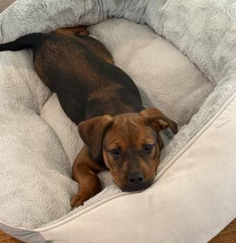 Mookie -  Rottweiler and Pit Bull Terrier Dog for Adoption in Brewster, New York - Mookie | PetCurious