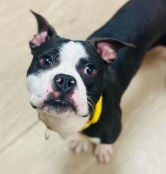 Warlock Titan -  Mixed Breed Dog for Adoption in West Chester, Pennsylvania - Warlock Titan | PetCurious