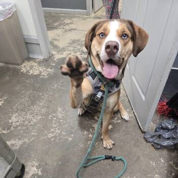 Hunny -  Mixed Breed Dog for Adoption in Saint Marys, Pennsylvania - Hunny | PetCurious