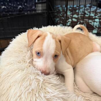 Tan puppy -  Mixed Breed Dog for Adoption in Shorewood, Illinois - Tan Puppy | PetCurious