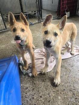 Shepherd and Mixed Breed Dogs Available for Adoption in Warren, Michigan - Mulder | PetCurious