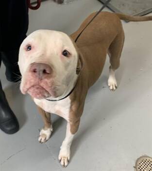 Pit Bull Terrier Dogs Available for Adoption in Corpus Christi, Texas - DUKE | PetCurious