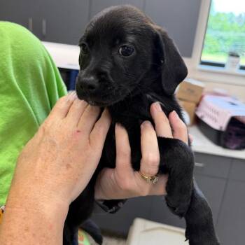 Composition Notebook -  Labrador Retriever Dog for Adoption in Morganton, North Carolina - Composition Notebook | PetCurious