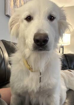 Smiley -  Great Pyrenees Dog for Adoption in Oswego, Illinois - Smiley | PetCurious