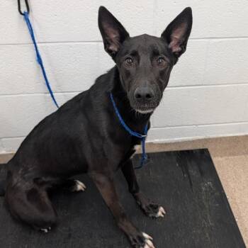 Nala -  Shepherd and Labrador Retriever Dog for Adoption in Ardmore, Oklahoma - Nala | PetCurious