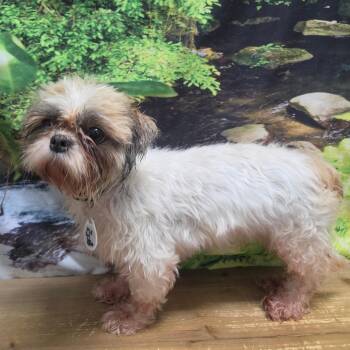 Scarlett -  Shih Tzu Dog for Adoption in Normal, Illinois - Scarlett | PetCurious