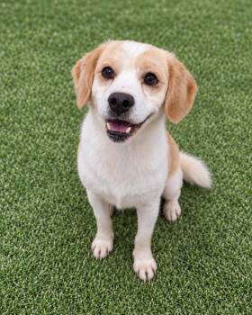 MATT -  Beagle Dog for Adoption in Johns Creek, Georgia - MATT | PetCurious