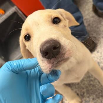 Evan -  Hound and Mixed Breed Dog for Adoption in Birmingham, Alabama - Evan | PetCurious