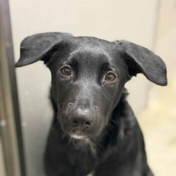 Frisbee -  German Shepherd Dog and Collie Dog for Adoption in Sacramento, California - Frisbee | PetCurious