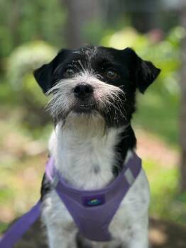 Toot -  Wirehaired Terrier Dog Available for Adoption in Vidor, Texas - Toot | PetCurious
