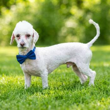 Nate the Great -  Miniature Poodle Dog for Adoption in Las Vegas, Nevada - Nate The Great | PetCurious