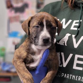 Rescue Mixed Breed Dogs for Adoption in Troy, Illinois - Callie | PetCurious