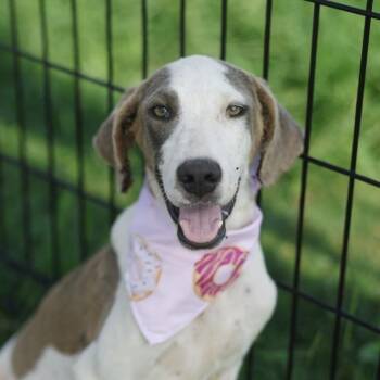 Kennett -  Pointer and Mixed Breed Dog for Adoption in San Antonio, Texas - Kennett | PetCurious