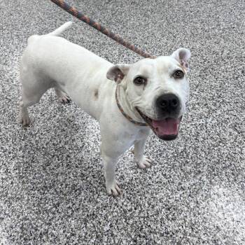 Hannah -  Pit Bull Terrier Dog for Adoption in Morganton, North Carolina - Hannah | PetCurious