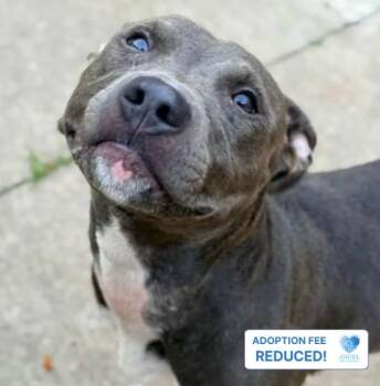 Sea Lettuce -  Pit Bull Terrier Dog for Adoption in Naperville, Illinois - Sea Lettuce | PetCurious