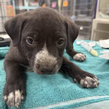 Hemlock -  Pit Bull Terrier Dog for Adoption in East St. Louis, Illinois - Hemlock | PetCurious