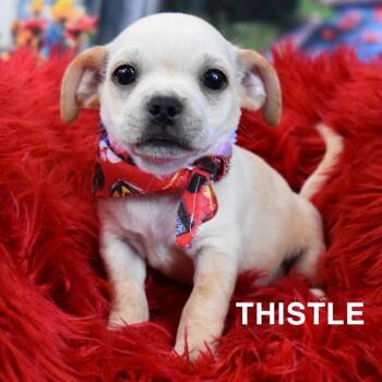 Thistle -  Pug and Mixed Breed Dog for Adoption in Tempe, Arizona - Thistle | PetCurious