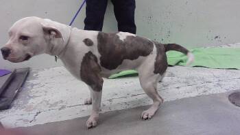 MICKEY -  Staffordshire Bull Terrier and Mixed Breed Dog for Adoption in Houston, Texas - MICKEY | PetCurious