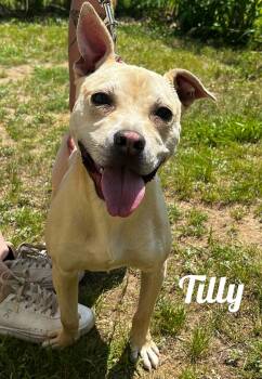 Rescue Jack Russell Terrier Dogs for Adoption in Manistee, Michigan - Tilly | PetCurious
