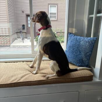 Presley -  Beagle and Mixed Breed Dog for Adoption in Avon, Ohio - Presley | PetCurious